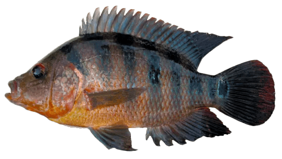 Mayan Cichlid