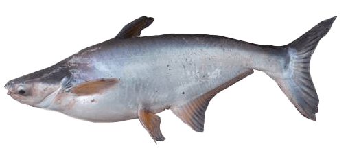 Sharkcatfish