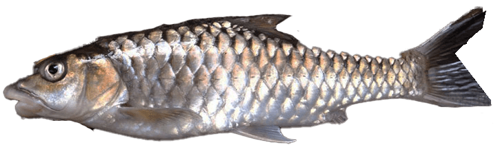 Mahseer