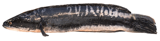Giant Snakehead