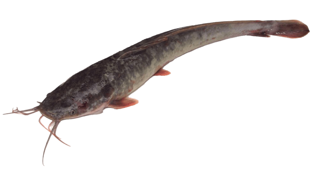 Catfish