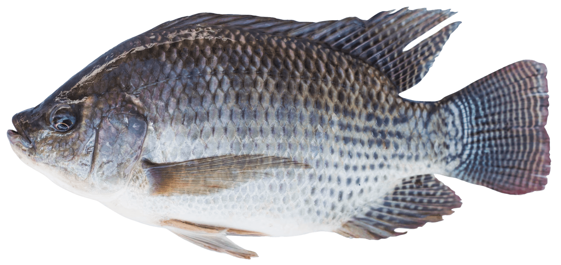 Blue Tilapia