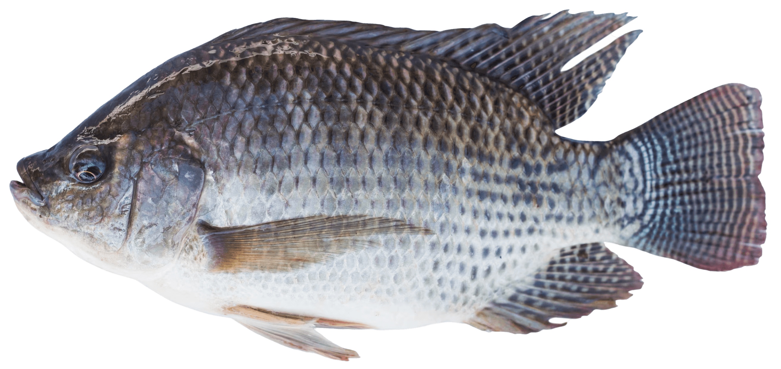 Blue Tilapia