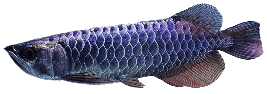 Arowana