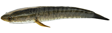 Channa Striata