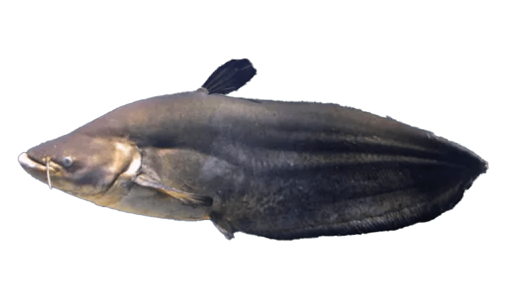 Wallago Attu