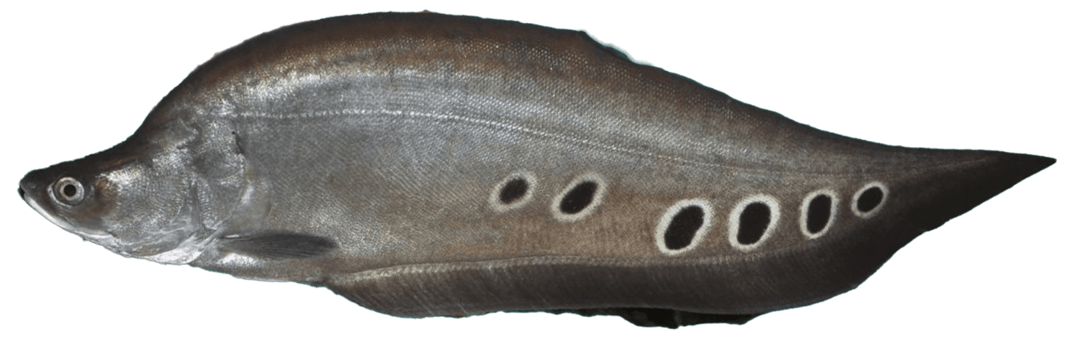Knifefish