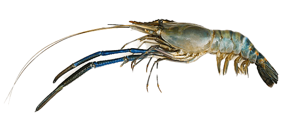 Giant Freshwater Prawn