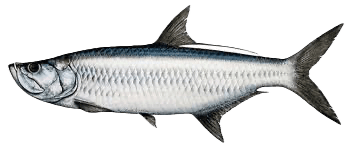 Indo Pacific Tarpon