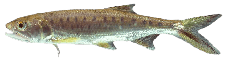 Malayan Trout