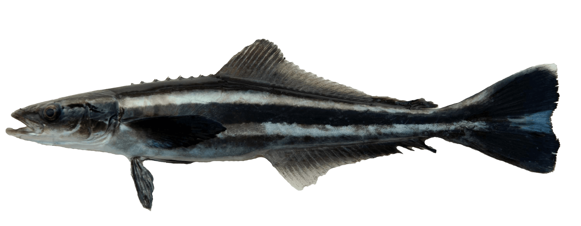 Cobia