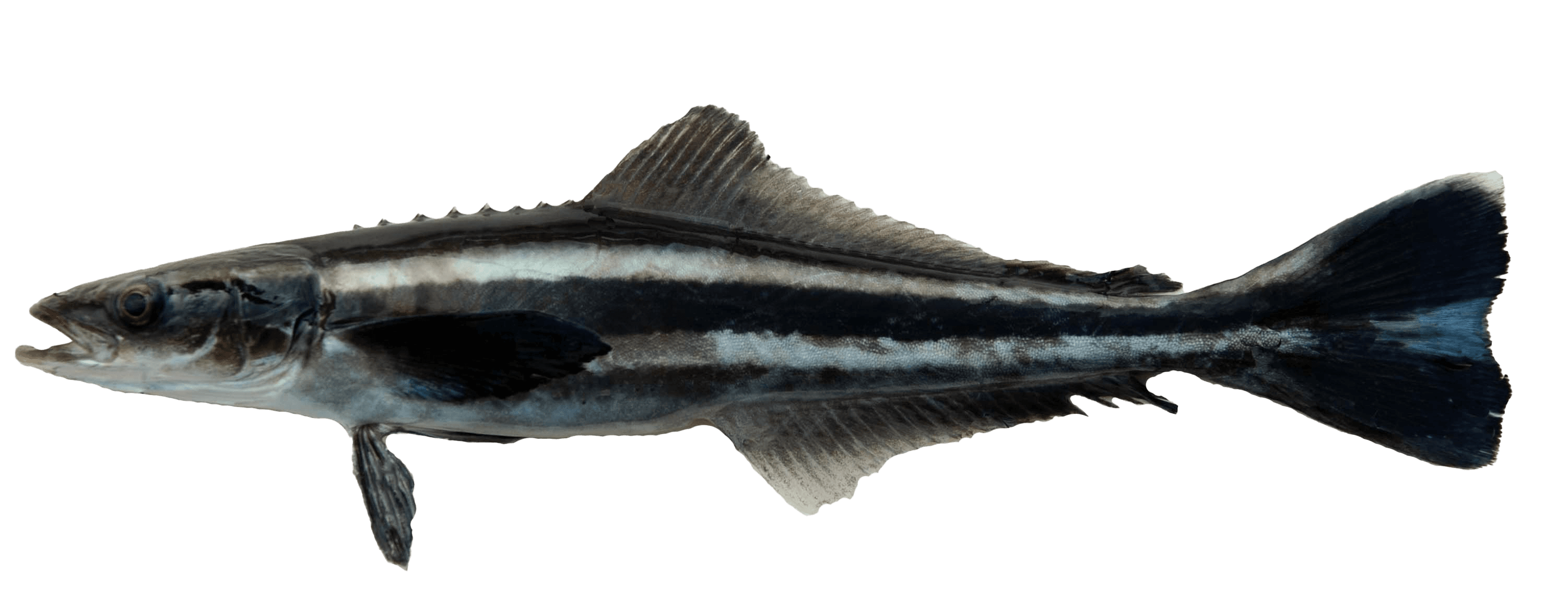 Cobia