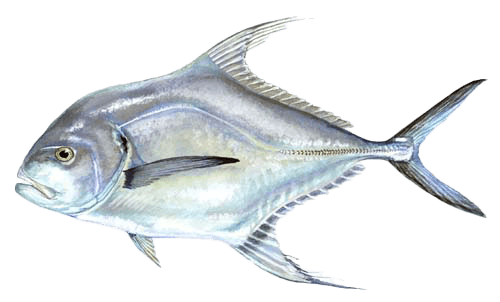 Diamond Trevally