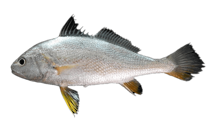 Croaker
