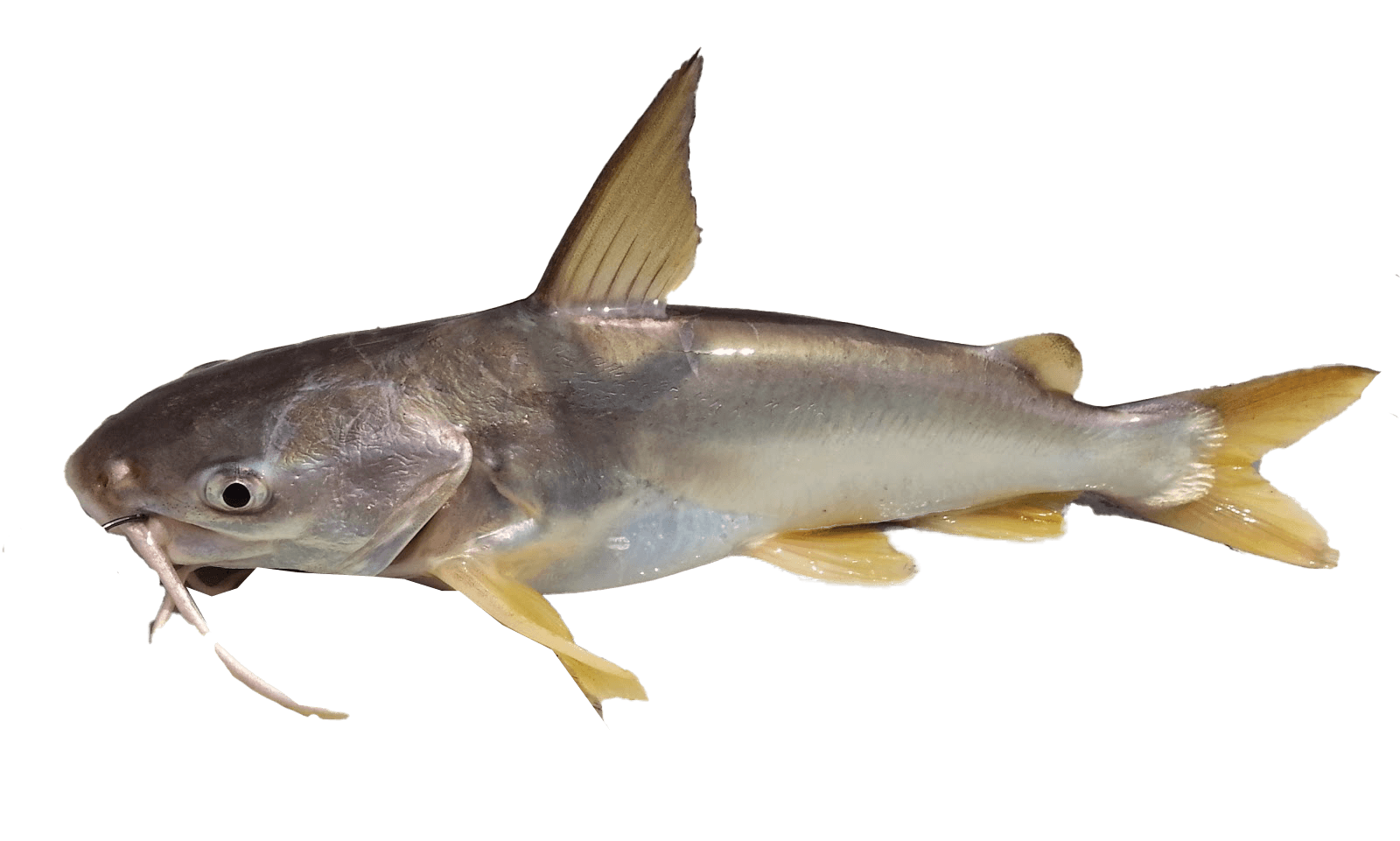 Marine Catfish