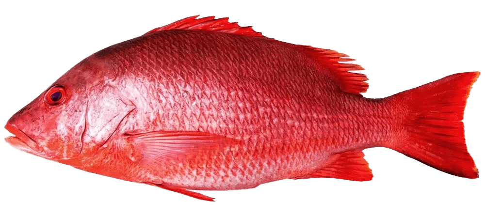 Red Snapper