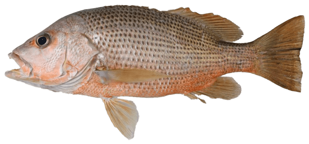 Golden Snapper