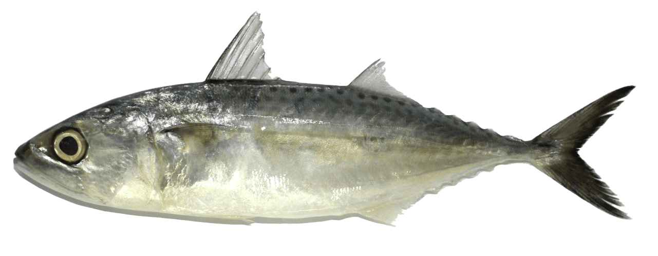 Indian Mackerel