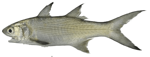 Threadfin