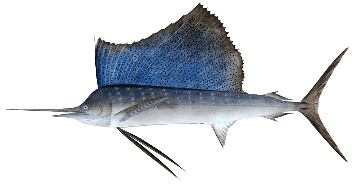 Sailfish