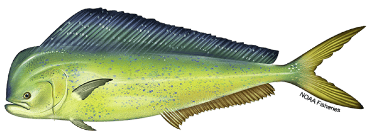 Mahimahi