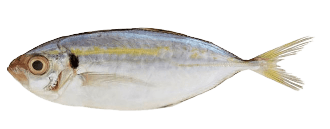 Yellowtail Scad
