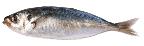 Sardine