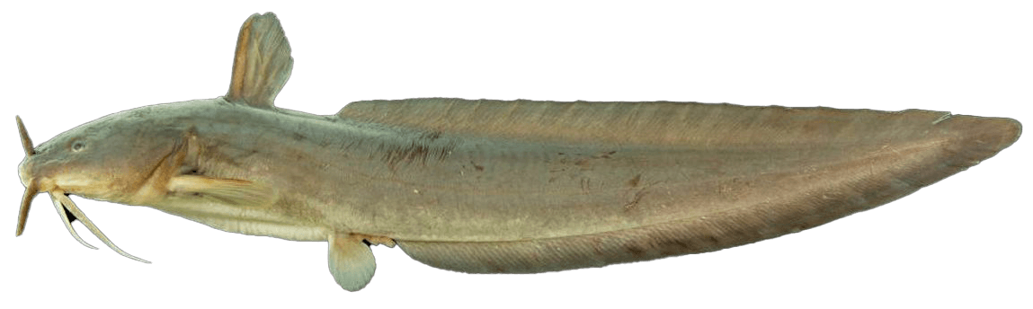 Eeltail Catfish