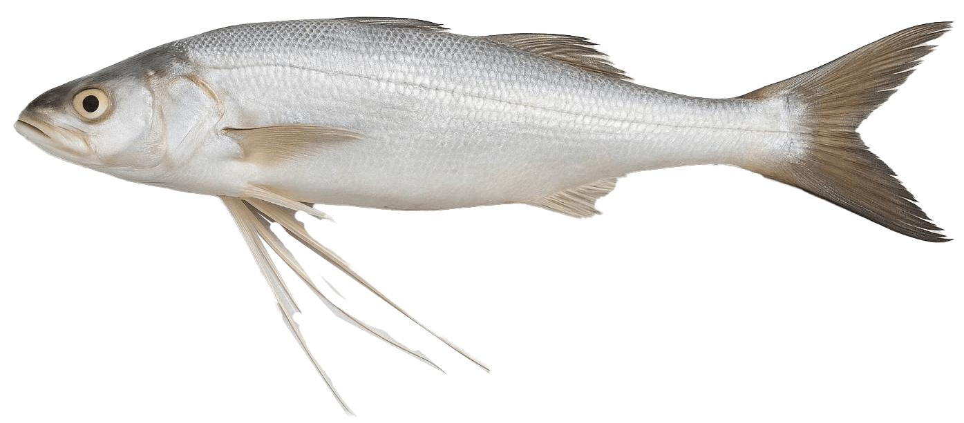 Fourfinger Threadfin