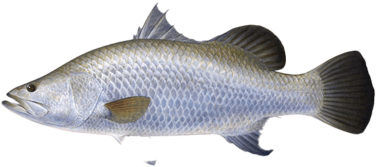 Barramundi