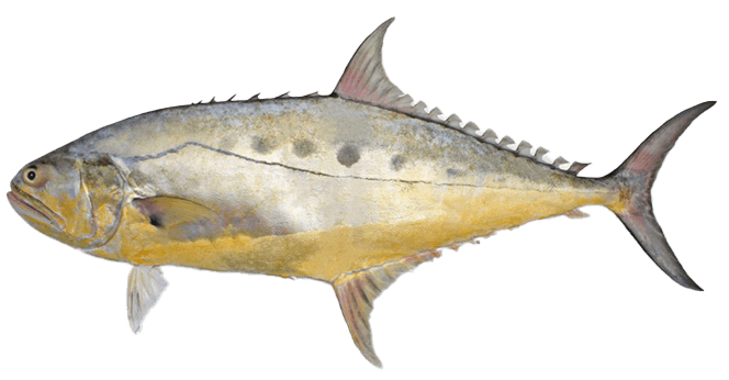 Queenfish