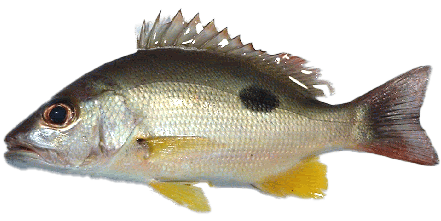 Russell's Snapper