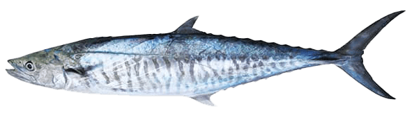 Spanish Mackerel