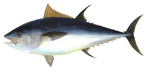 Tuna