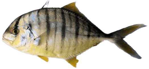 Golden Trevally