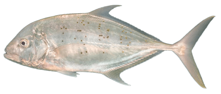 Goldspotted Trevally