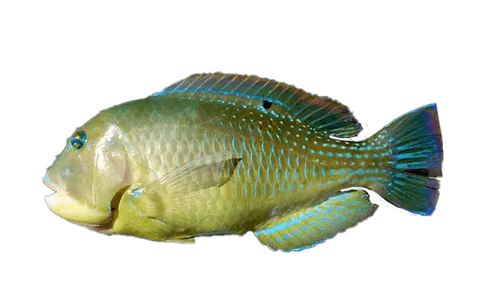 Tuskfish