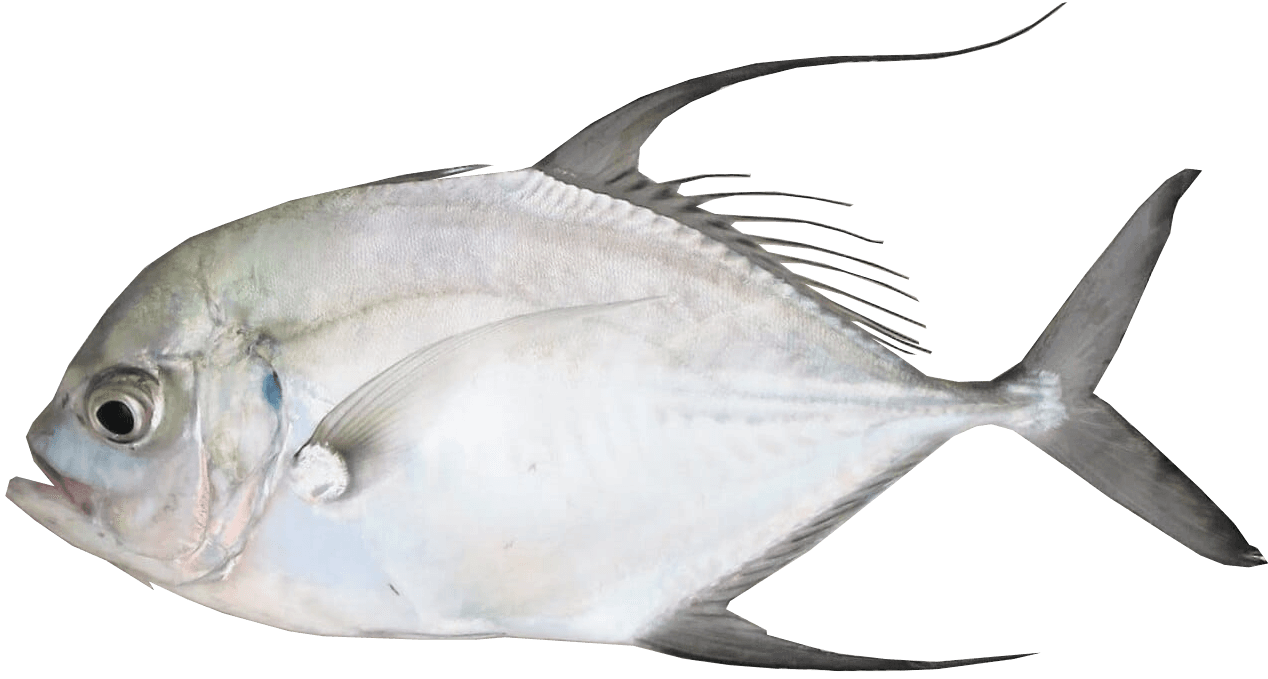 Longfin Trevally