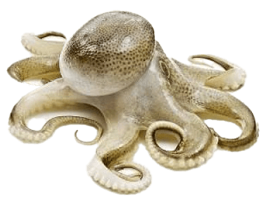 Octopus