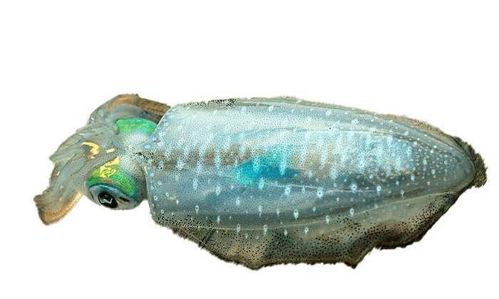 Bigfin Reef Squid