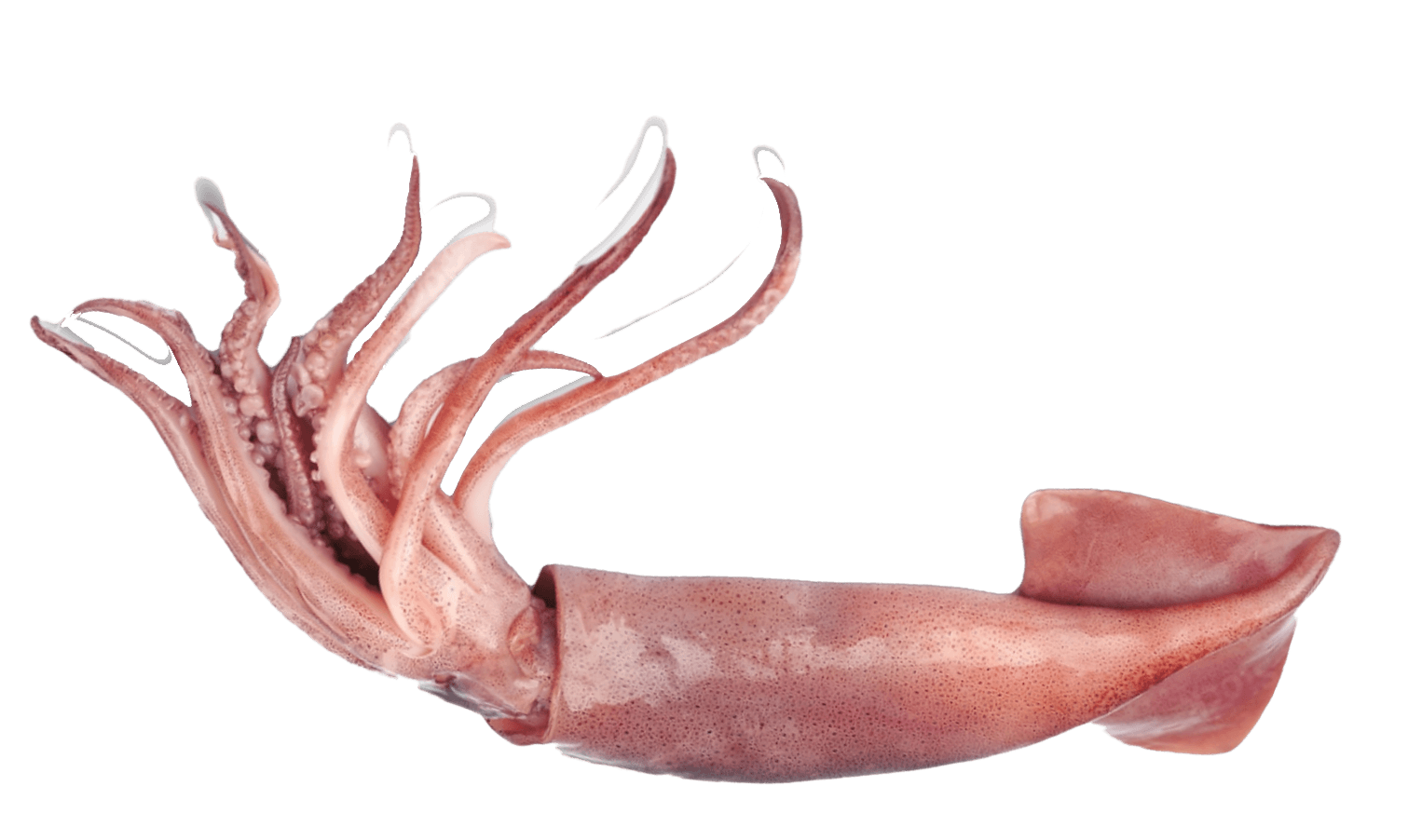 Needle Squid