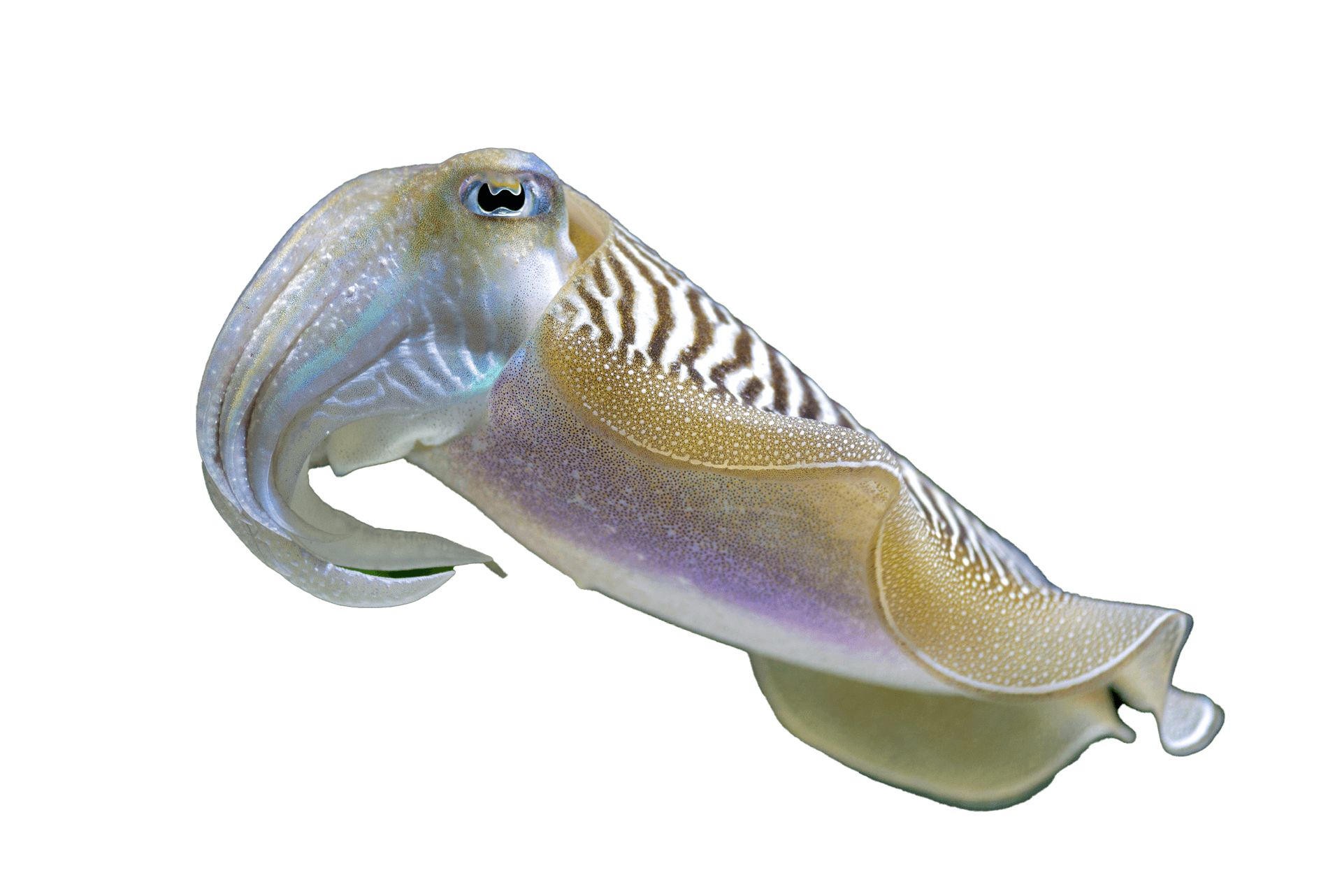 Cuttlefish