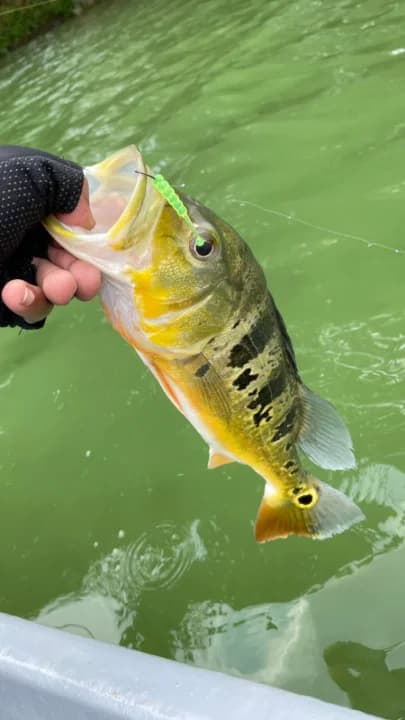 Abey Pie Prima - Image 3