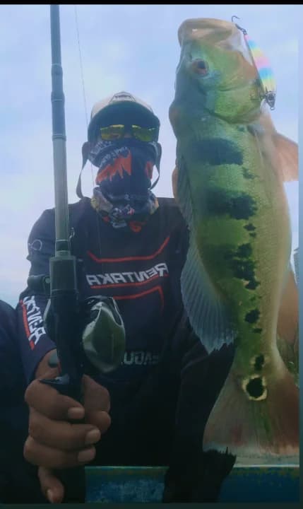 Prima Urban Boatmate - Image 2