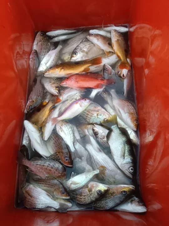 Zack Anglerz - Image 3