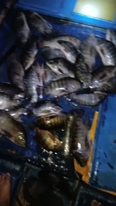 Layar Utara - Image 3