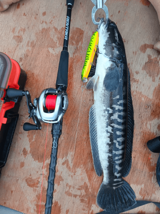 G.a Fishing - Image 3