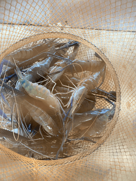 Sopie Udang - Image 3