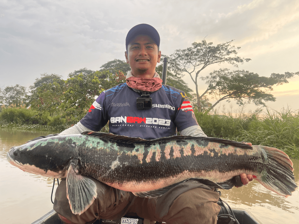 Toman Sungai Kedah - Image 2