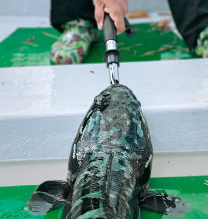 Edy Snakehead Hunter - Image 2